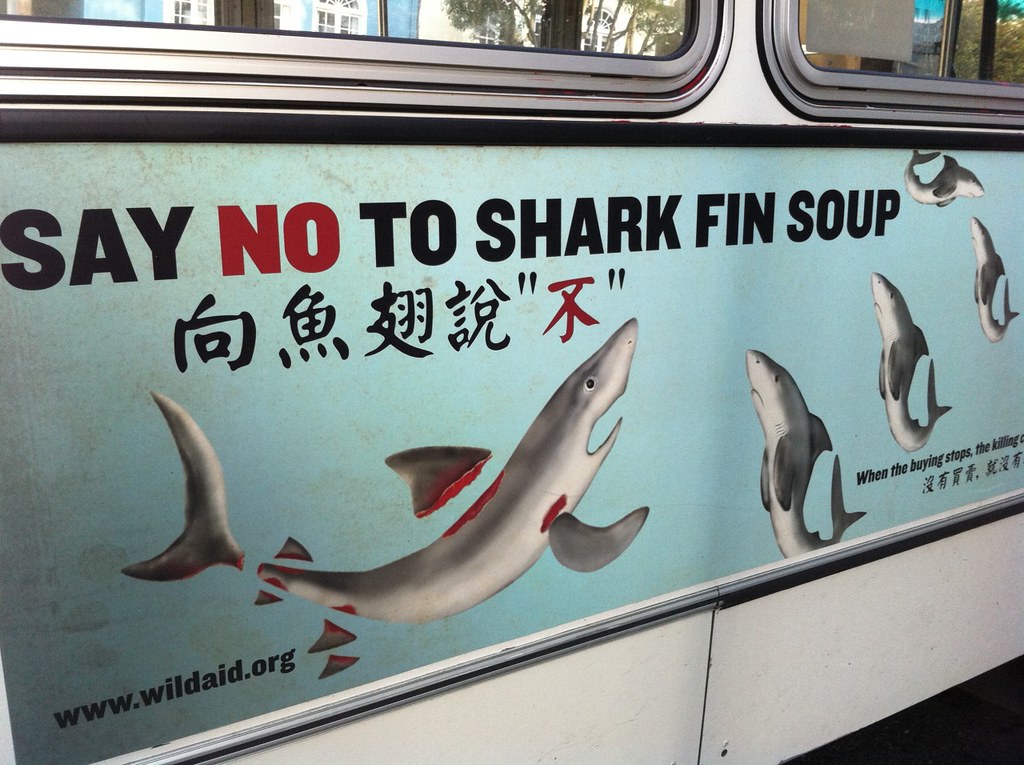 Petition to end EU shark fin trade gathers pace