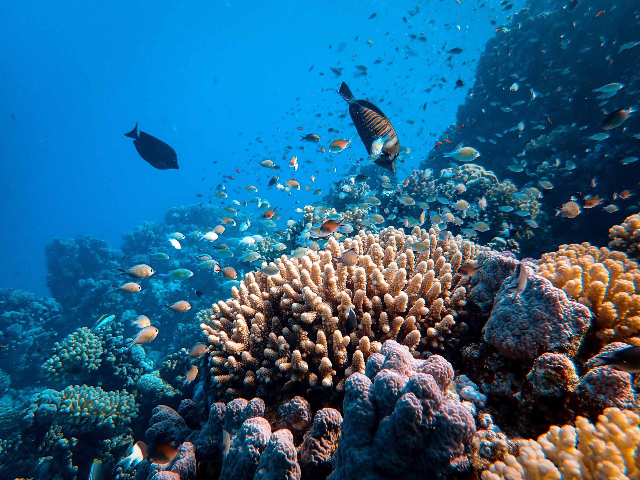 UNESCO to list Great Barrier Reef  ‘in danger’ due to climate change