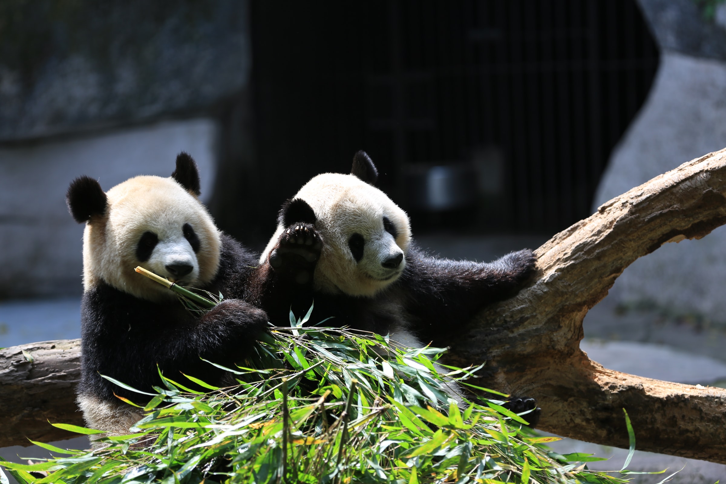 China’s Giant Pandas removed from ‘Endangered’ list