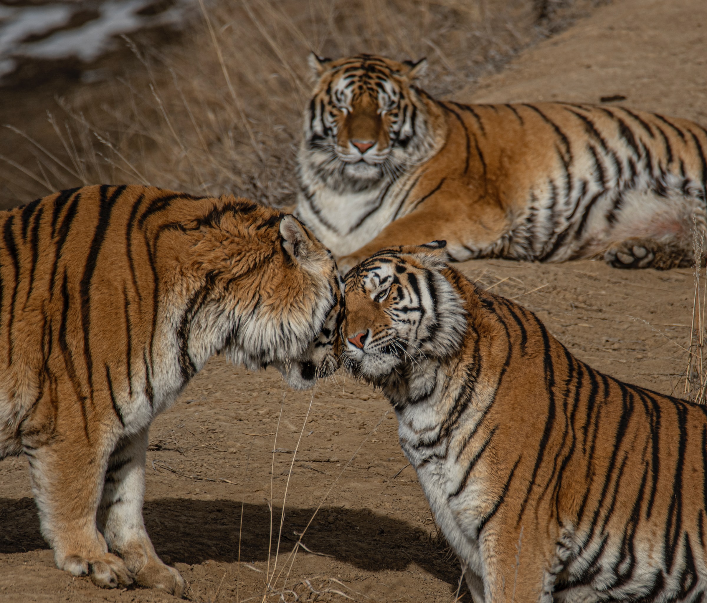 Global Tiger Day Marks Uneven Progress Towards the Global Goal to Double Wild Tigers by 2022