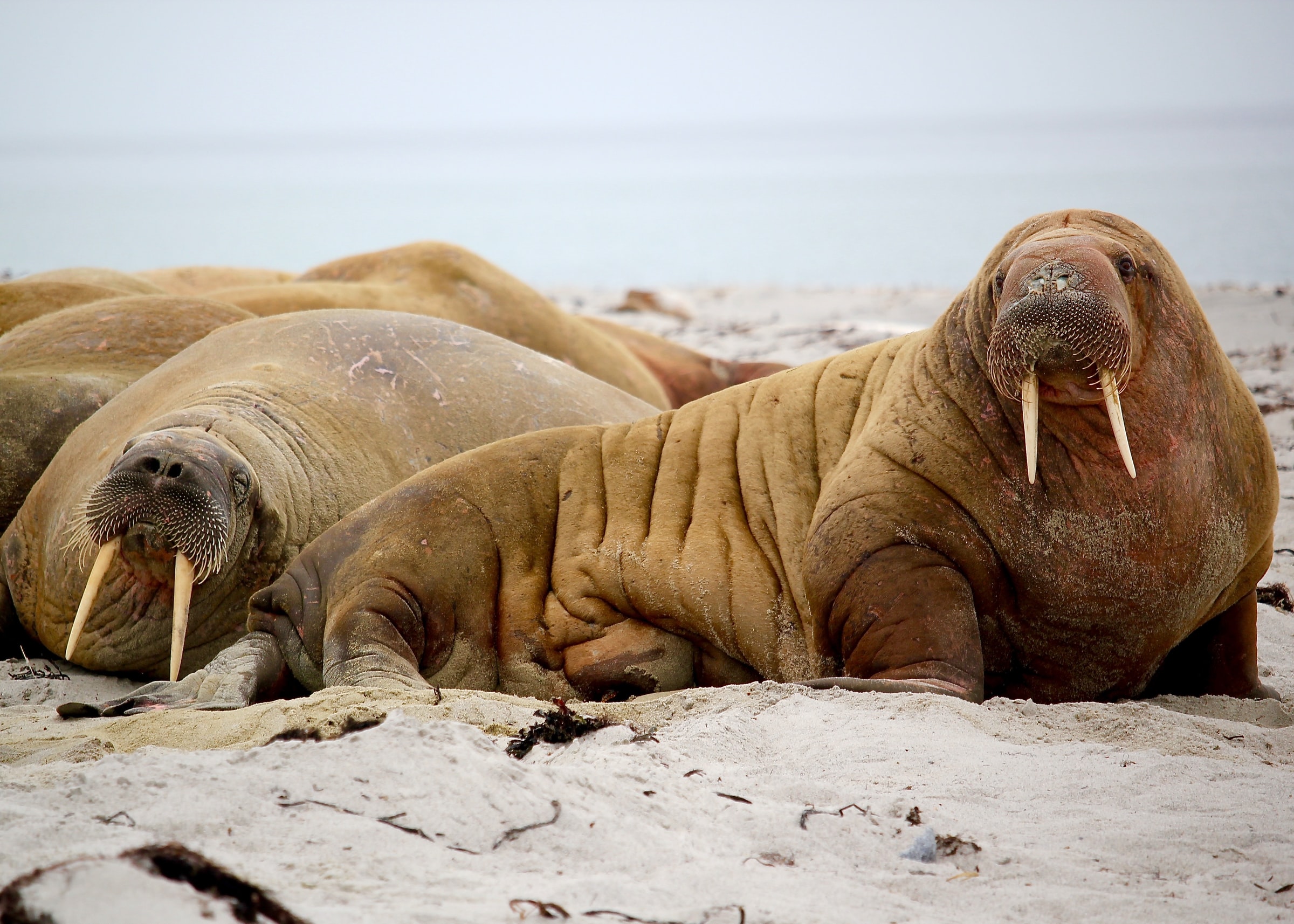 Walrus From Space – Animal Spotters Wanted to Join Mass Survey
